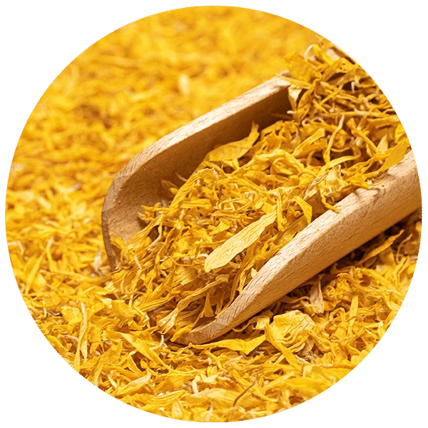 Mary Rose – tørkede ringblomster